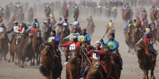 Aksi ribuan unta balapan di gurun Mongolia
