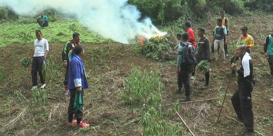 4 Hektare ladang ganja di Mandailing Natal dimusnahkan