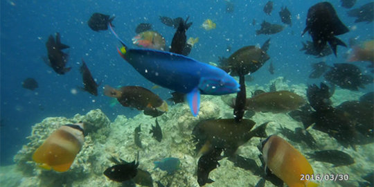 Bertandang ke surga dunia di Taman Nasional Bunaken