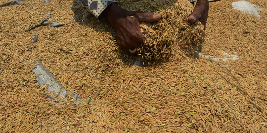 Ketimpangan harga, Bulog diminta cari strategi beli gabah petani