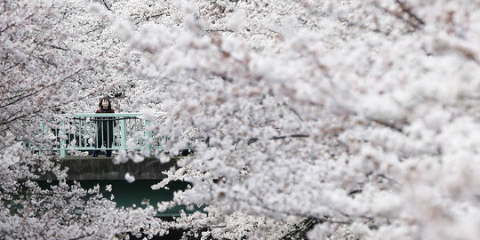 Pesona Sakura bermekaran di Jepang