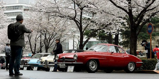 Melihat pameran mobil-mobil antik di bawah Pohon Sakura