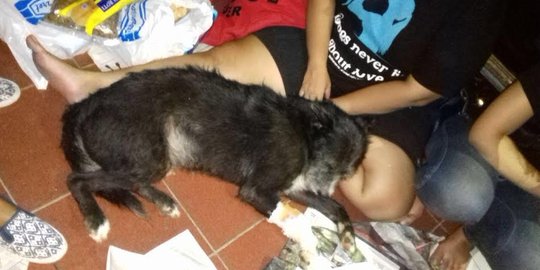 Anjing doyan minum kopi bikin geger warga di Bekasi