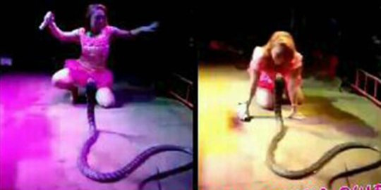 Jangan sekali-kali pedangdut jadikan ular kobra pemanis di panggung