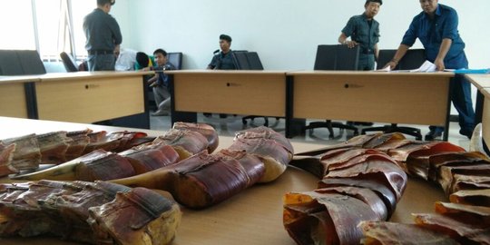 Penyelundupan bagian tubuh satwa dari Kaltim digagalkan