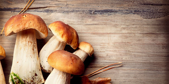 Menggolongkan jamur (Fungi) secara sederhana, pakai cara ini
