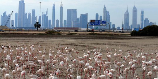 Potret keseimbangan alam di kota mewah Dubai