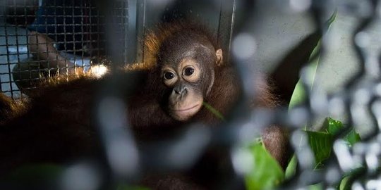 Diselamatkan dari hutan terbakar di Kalbar, 2 orangutan dilepas lagi