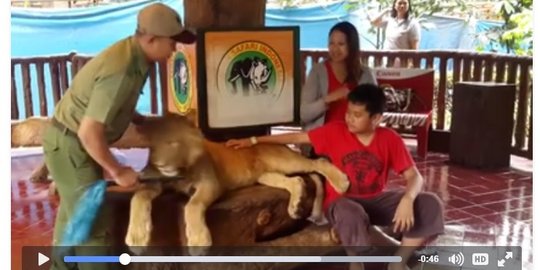 Video singa di Taman Safari diduga dibius buat foto sama pengunjung