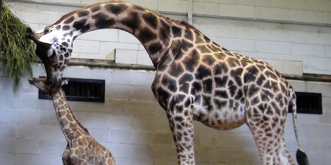 85 Koleksi Cara Gambar Hewan Jerapah Terbaru