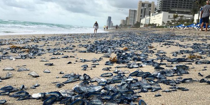 Kebanjiran Pelaut Biru Pantai Florida Ini Diselimuti