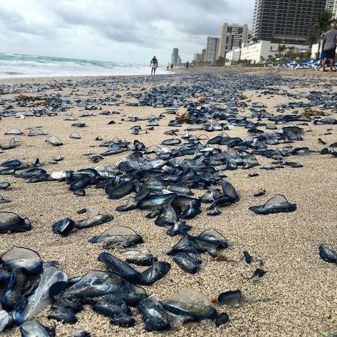 Kebanjiran Pelaut Biru Pantai Florida Ini Diselimuti Warna Biru Merdeka Com