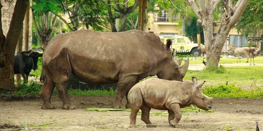 Lucunya 'Pembe' baby badak putih penghuni baru di Bali Safari