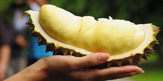 Omzet pertanian durian daerah ini capai Rp 200 miliar