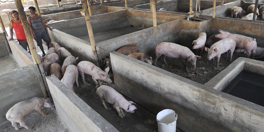 Pembangunan kandang babi di Buleleng bikin warga meradang