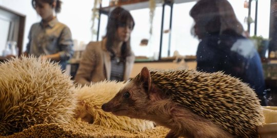 Uniknya kafe penuh landak di Tokyo