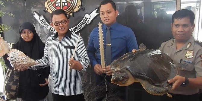 550+ Gambar Burung Elang Peliharaan HD Terbaik