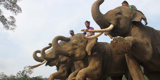 Kisah kawanan gajah ikut perangi penebangan liar di Sumatera