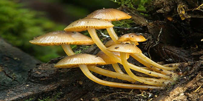 3 Contoh jamur dalam divisi Zygomycota yang perlu kamu tahu | merdeka.com