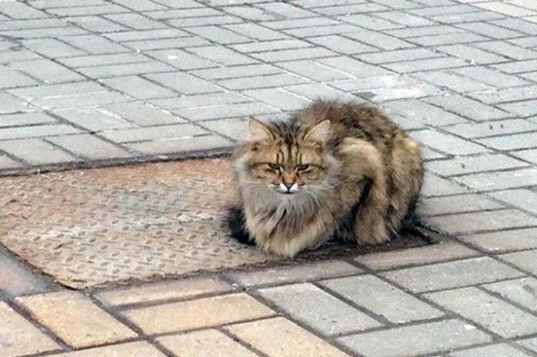 kucing mirip hachiko di rusia