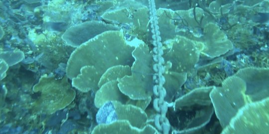 Bule ini miris terumbu karang di Raja Ampat mulai rusak