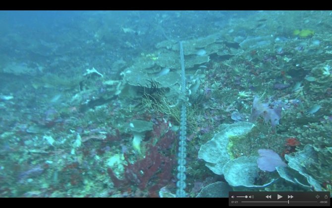 terumbu karang di raja ampat