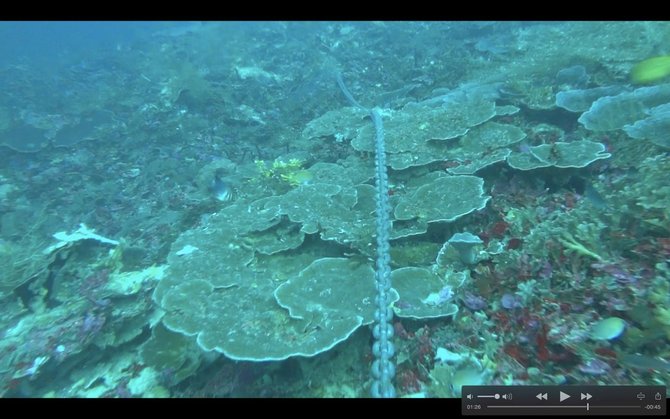 terumbu karang di raja ampat