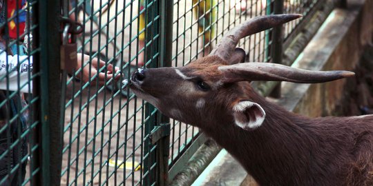 Tak ada anggaran, 90 persen kandang satwa kebun binatang Solo rusak