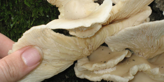 Bagaimana cara jamur Basidiomycota berkembang biak 