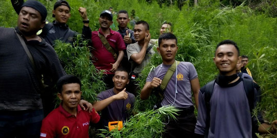 3 Ha ladang ganja ditemukan di Mandailing Natal