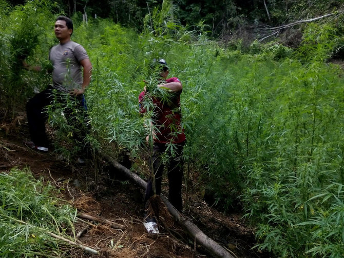 ladang ganja seluas 3 ha ditemukan di madina