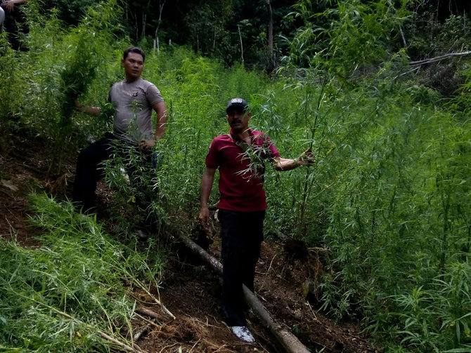 ladang ganja seluas 3 ha ditemukan di madina