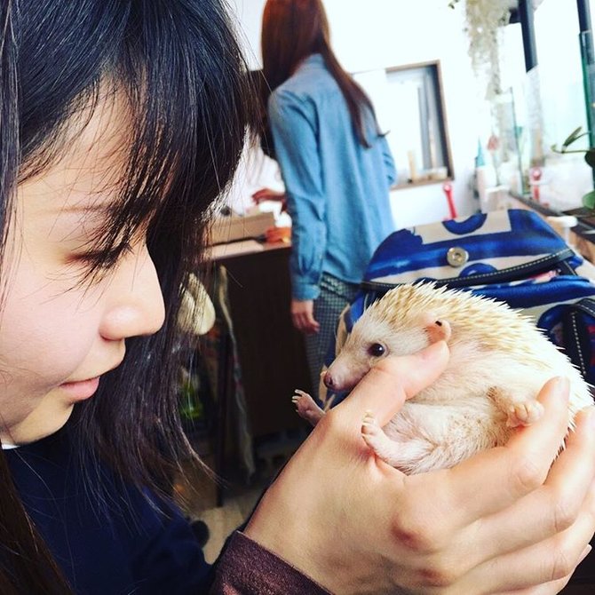 cafe landak di jepang