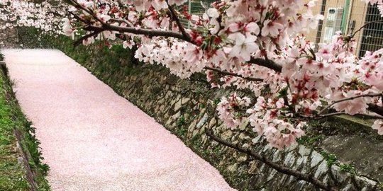 Mengintip Keindahan Fubuki Sakura Fenomena Gugur Bunga Di Jepang