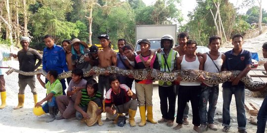 Ini wujud piton terpanjang sejagat yang ditangkap di Malaysia