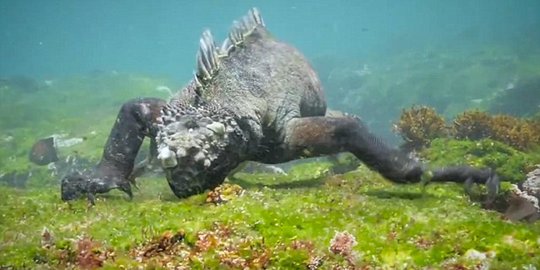 [Video] Godzilla asli menampakkan diri di dasar Samudra Pasifik