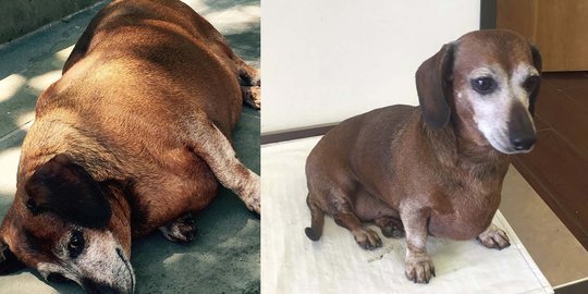 Obesitas hingga 17 kg, anjing ini berhasil kurus berkat aerobik