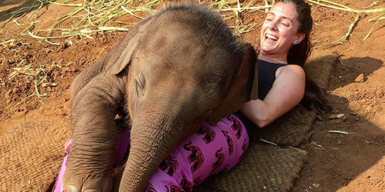Imut, bayi gajah di Thailand ini benar-benar manja pada turis