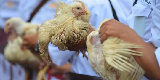 Ratusan ayam mati akibat banjir, peternak di Blitar merugi