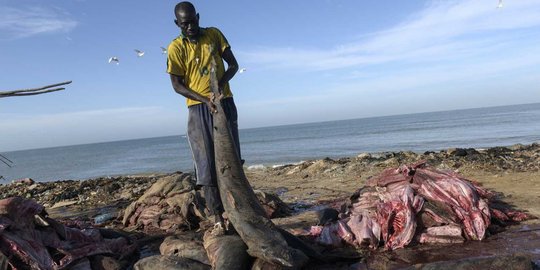 Potret nelayan di Senegal bertahan hidup dari hiu