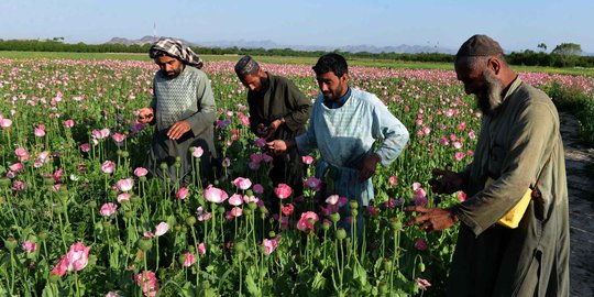 Melihat petani di Afghanistan panen opium