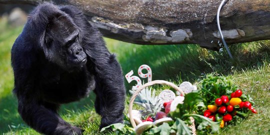 Gorila tertua di dunia rayakan ulang tahun ke-59