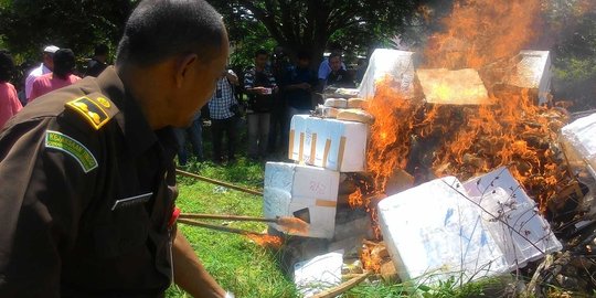 Setengah ton lebih ganja hasil tangkapan di depan masjid dibakar