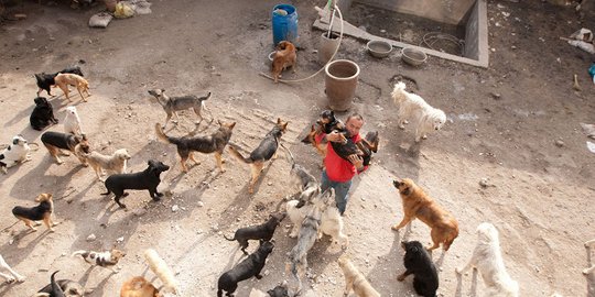 ratusan anjing terlantar miliuner ini rela bangkrut rev2