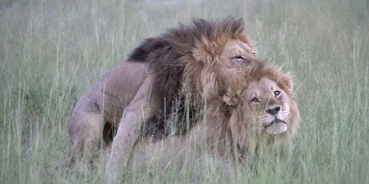 Dua singa homoseksual di Bostwana terekam kamera asyik senggama