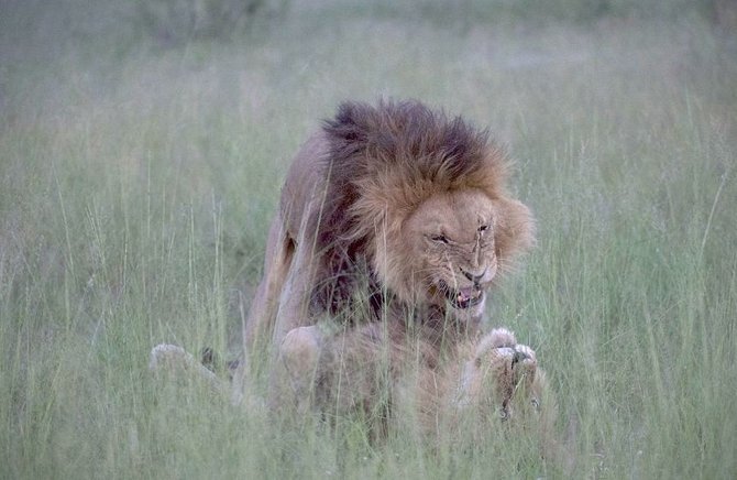 singa jantan homoseksual di bostwana