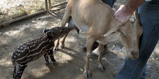 Ditinggalkan induknya, anak tapir ini nyusu ke kambing