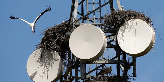 Di Spanyol, tempat ini jadi perkembangbiakan burung-burung bangau