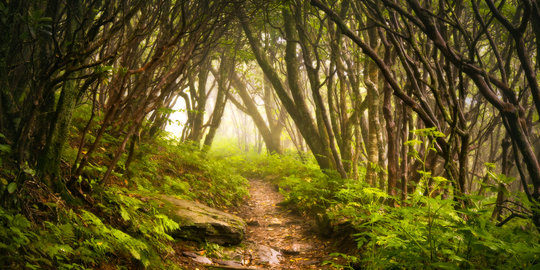 Kenalan lebih jauh dengan tumbuhan paku (Pteridophyta), yuk!