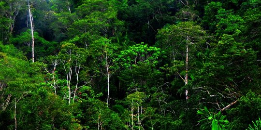 Cari tahu tentang tanaman paku rambut (Lycopodinae), yuk!